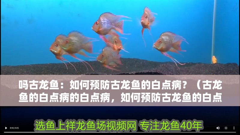 嗎古龍魚：如何預防古龍魚的白點病？（古龍魚的白點病的白點病，如何預防古龍魚的白點病）
