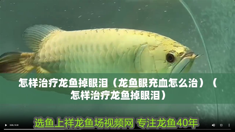怎樣治療龍魚掉眼淚（龍魚眼充血怎么治）（怎樣治療龍魚掉眼淚）