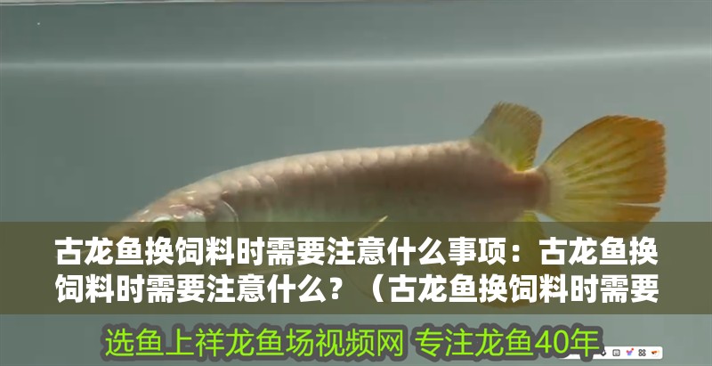 古龍魚換飼料時(shí)需要注意什么事項(xiàng)：古龍魚換飼料時(shí)需要注意什么？（古龍魚換飼料時(shí)需要注意的事項(xiàng)包括古龍魚的實(shí)際需求和體重需求）