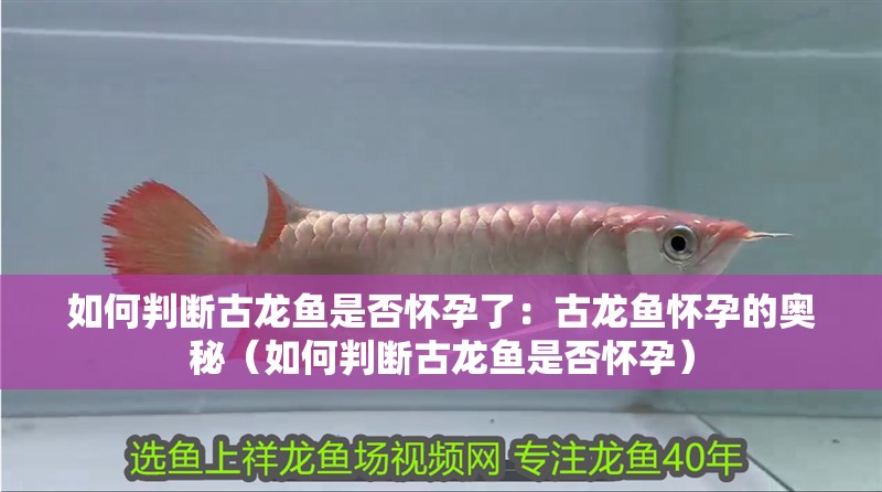 如何判斷古龍魚是否懷孕了：古龍魚懷孕的奧秘（如何判斷古龍魚是否懷孕）