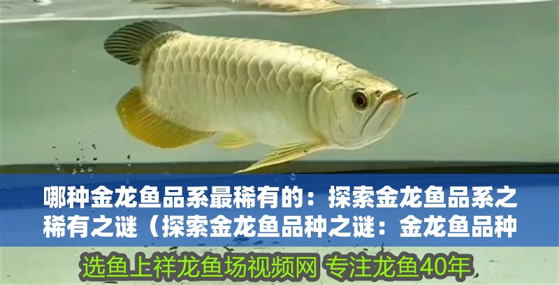 哪種金龍魚品系最稀有的：探索金龍魚品系之稀有之謎（探索金龍魚品種之謎：金龍魚品種的稀有品種之稀有品種）