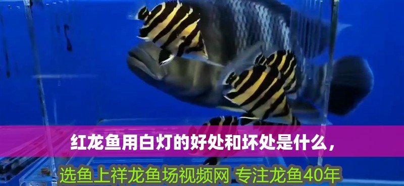 紅龍魚用白燈的好處和壞處是什么，