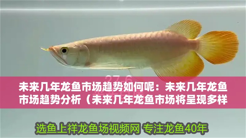 未來幾年龍魚市場趨勢如何呢：未來幾年龍魚市場趨勢分析（未來幾年龍魚市場將呈現多樣化發展趨勢發展趨勢分析）