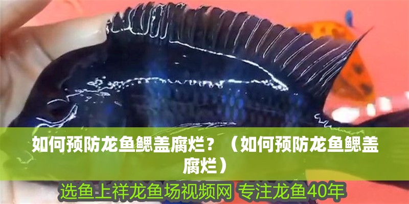 如何預防龍魚鰓蓋腐爛？（如何預防龍魚鰓蓋腐爛）
