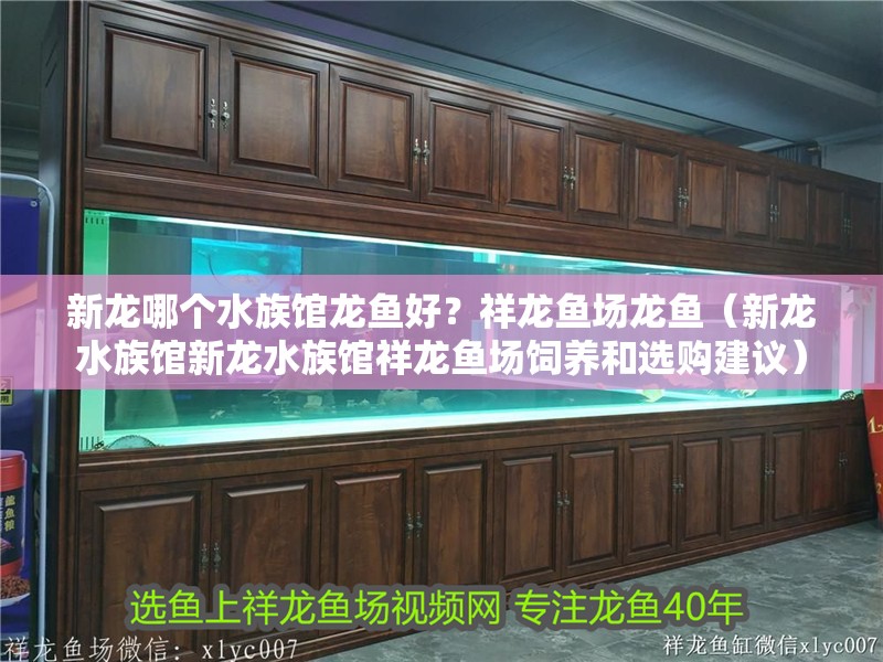 新龍哪個水族館龍魚好？祥龍魚場龍魚（新龍水族館新龍水族館祥龍魚場飼養和選購建議）