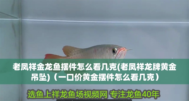 老鳳祥金龍魚擺件怎么看幾克(老鳳祥龍牌黃金吊墜)（一口價黃金擺件怎么看幾克） 老鳳祥金龍魚擺件怎么看幾克(老鳳祥龍牌黃金吊墜)（一口價黃金擺件怎么看幾克） 觀賞魚百科