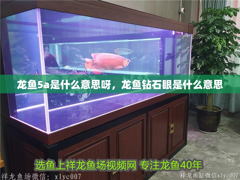 龍魚5a是什么意思呀，龍魚鉆石眼是什么意思