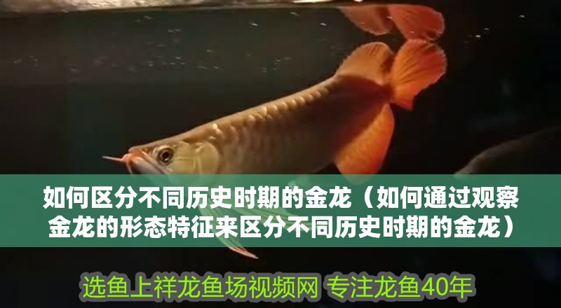 如何區分不同歷史時期的金龍（如何通過觀察金龍的形態特征來區分不同歷史時期的金龍）