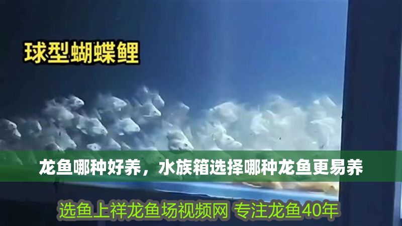 龍魚哪種好養，水族箱選擇哪種龍魚更易養