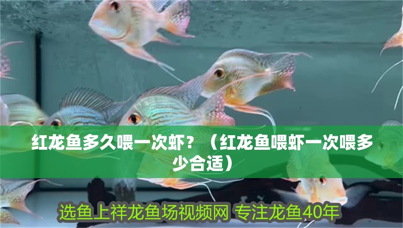 紅龍魚多久喂一次蝦？（紅龍魚喂蝦一次喂多少合適）