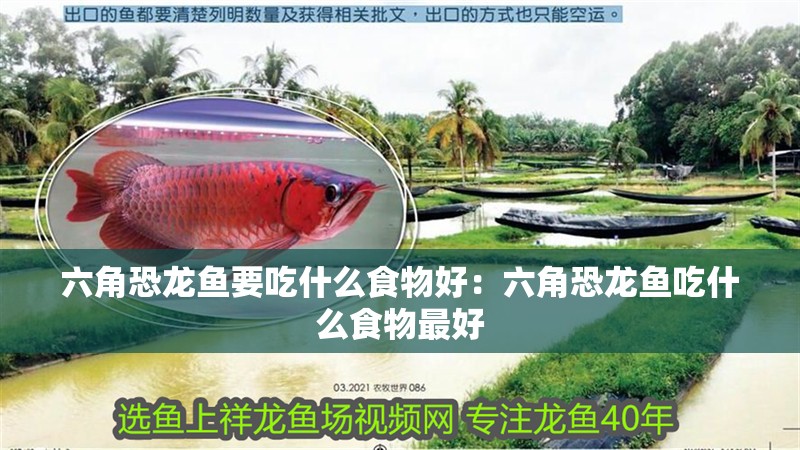 六角恐龍魚要吃什么食物好：六角恐龍魚吃什么食物最好