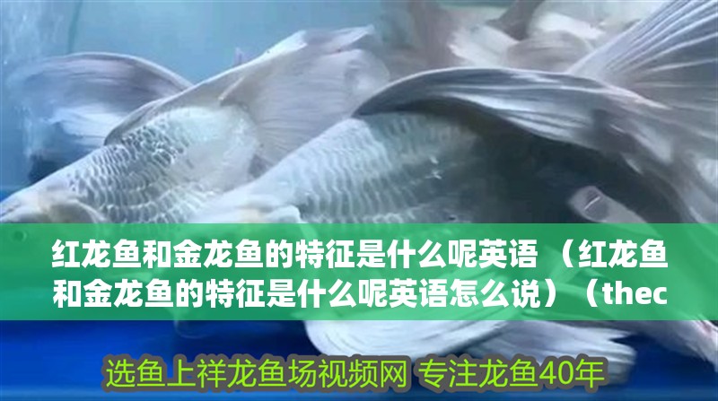 紅龍魚(yú)和金龍魚(yú)的特征是什么呢英語(yǔ) （紅龍魚(yú)和金龍魚(yú)的特征是什么呢英語(yǔ)怎么說(shuō)）（thecharacteristicsofredandgoldendragon）