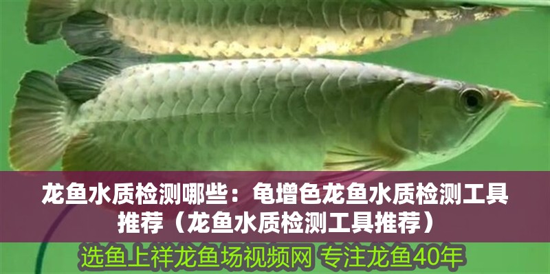 龍魚水質(zhì)檢測哪些：龜增色龍魚水質(zhì)檢測工具推薦（龍魚水質(zhì)檢測工具推薦）