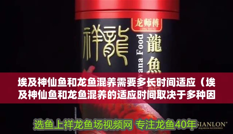 埃及神仙魚和龍魚混養需要多長時間適應（埃及神仙魚和龍魚混養的適應時間取決于多種因素取決于多種因素）