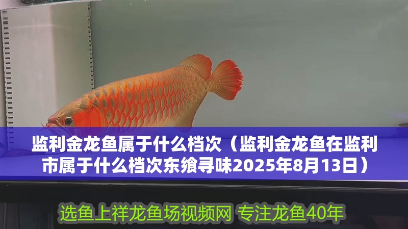 監利金龍魚屬于什么檔次（監利金龍魚在監利市屬于什么檔次東饗尋味2025年8月13日）
