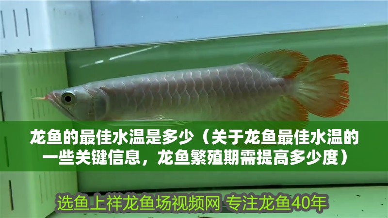 印尼虎魚多少溫度飼養(yǎng)最好:印尼虎魚多少溫度飼養(yǎng)最好印尼虎魚多少溫度飼養(yǎng)最好 龍魚的最佳水溫是多少(關(guān)于龍魚最佳水溫的一些關(guān)鍵信息,龍魚繁殖期需提高多少度) 龍魚百科 龍魚的最佳水溫是多少(關(guān)于龍魚最佳水溫的一些關(guān)鍵信息,龍魚繁殖期需提高多少度) 龍魚的最佳水溫是多少(關(guān)于龍魚最佳水溫的一些關(guān)鍵信息,龍魚繁殖期需提高多少度) 龍魚百科