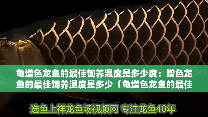 龜增色龍魚的最佳飼養溫度是多少度：增色龍魚的最佳飼養溫度是多少（龜增色龍魚的最佳飼養溫度）