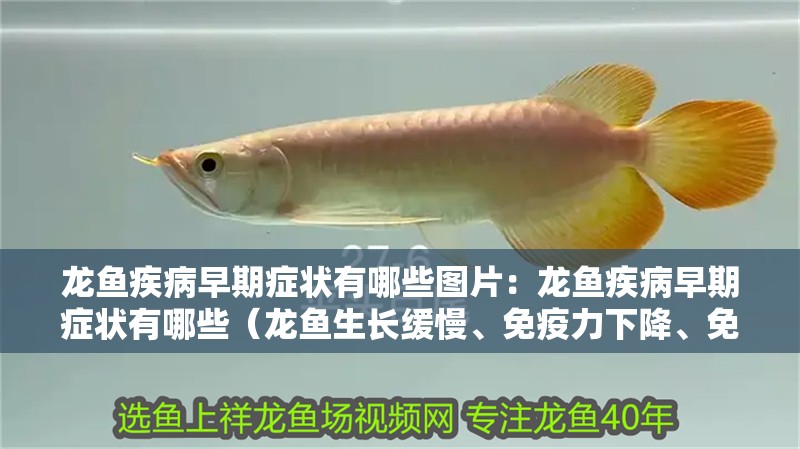 龍魚疾病早期癥狀有哪些圖片：龍魚疾病早期癥狀有哪些（龍魚生長緩慢、免疫力下降、免疫力下降、免疫力下降）