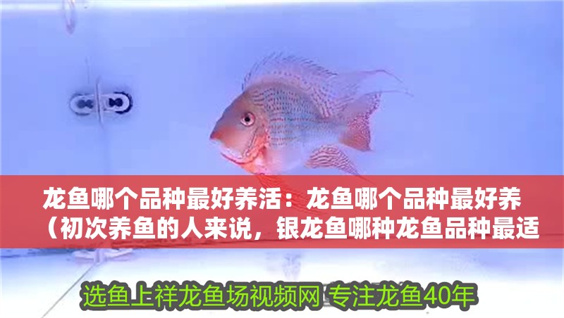 龍魚哪個品種最好養(yǎng)活：龍魚哪個品種最好養(yǎng)（初次養(yǎng)魚的人來說，銀龍魚哪種龍魚品種最適合初學者養(yǎng)殖）