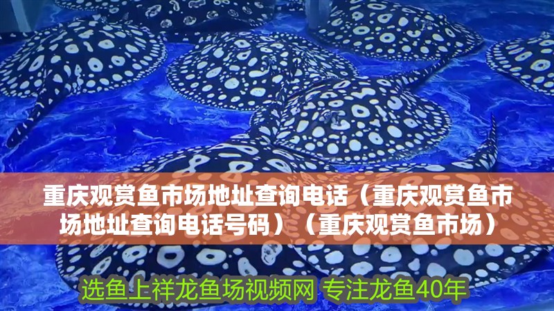 魚缸用增氧泵價格是多少:魚缸增氧機-xtrac增氧機-xtrac增氧機 重慶觀賞魚市場地址查詢電話(重慶觀賞魚市場地址查詢電話號碼)(重慶觀賞魚市場) 觀賞魚百科 重慶觀賞魚市場地址查詢電話(重慶觀賞魚市場地址查詢電話號碼)(重慶觀賞魚市場) 重慶觀賞魚市場地址查詢電話(重慶觀賞魚市場地址查詢電話號碼)(重慶觀賞魚市場) 觀賞魚百科