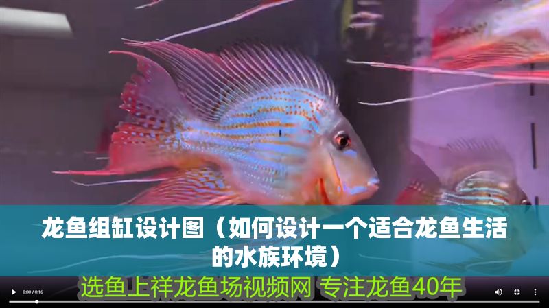 龍魚組缸設計圖（如何設計一個適合龍魚生活的水族環境）