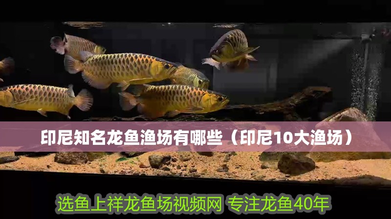 印尼知名龍魚漁場有哪些（印尼10大漁場） 印尼知名龍魚漁場有哪些（印尼10大漁場） 觀賞魚百科