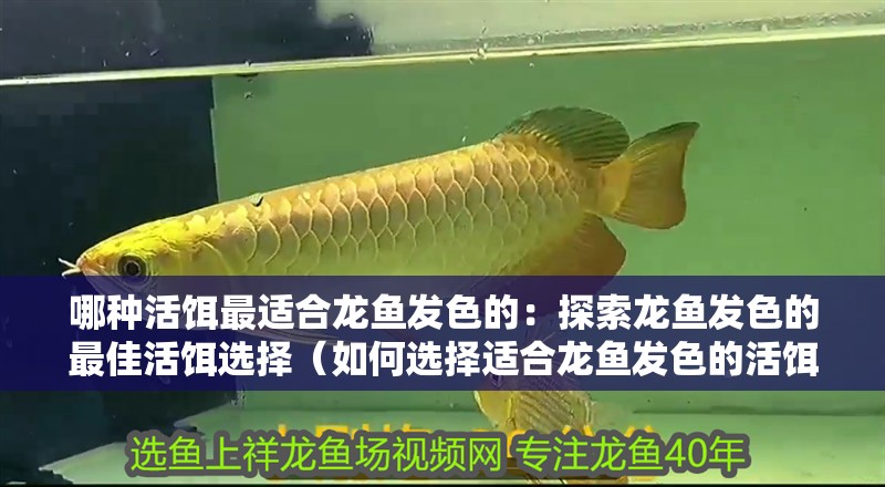 魚缸用增氧泵價格是多少:魚缸增氧機-xtrac增氧機-xtrac增氧機 哪種活餌最適合龍魚發(fā)色的:探索龍魚發(fā)色的最佳活餌選擇(如何選擇適合龍魚發(fā)色的活餌) 水族問答 哪種活餌最適合龍魚發(fā)色的:探索龍魚發(fā)色的最佳活餌選擇(如何選擇適合龍魚發(fā)色的活餌) 哪種活餌最適合龍魚發(fā)色的:探索龍魚發(fā)色的最佳活餌選擇(如何選擇適合龍魚發(fā)色的活餌) 水族問答