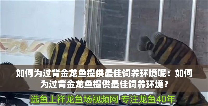 如何為過背金龍魚提供最佳飼養環境呢：如何為過背金龍魚提供最佳飼養環境？
