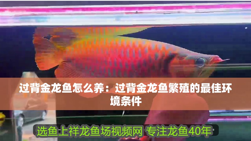 過背金龍魚怎么養：過背金龍魚繁殖的最佳環境條件