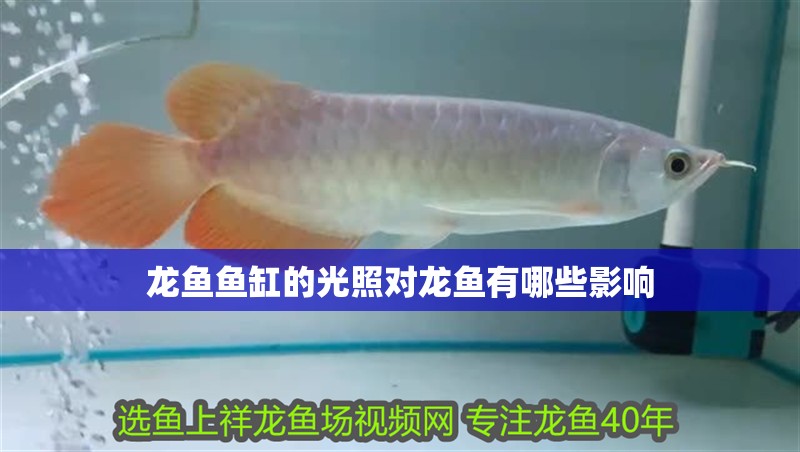 龍魚魚缸的光照對龍魚有哪些影響 龍魚魚缸的光照對龍魚有哪些影響 龍魚百科