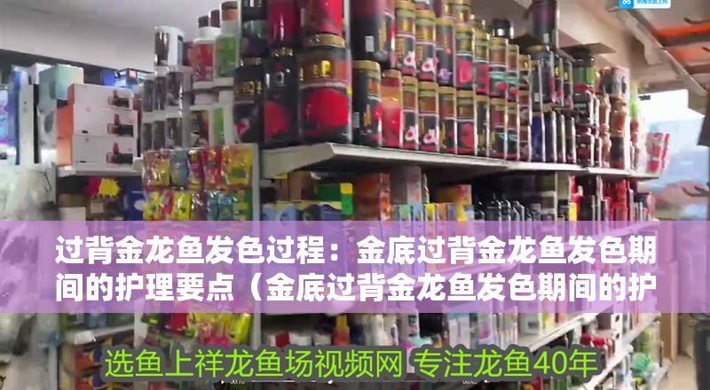 過背金龍魚發色過程：金底過背金龍魚發色期間的護理要點（金底過背金龍魚發色期間的護理）