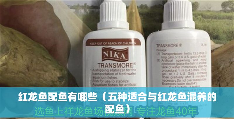紅龍魚配魚有哪些（五種適合與紅龍魚混養(yǎng)的配魚）