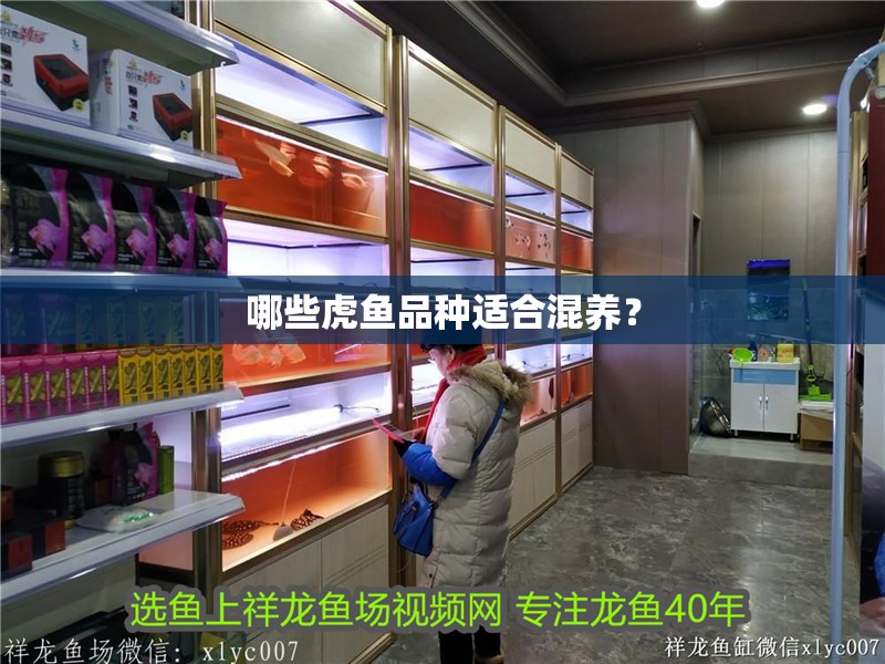 哪些虎魚品種適合混養？