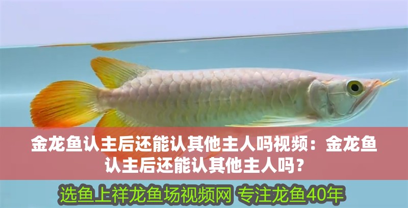 金龍魚認(rèn)主后還能認(rèn)其他主人嗎視頻：金龍魚認(rèn)主后還能認(rèn)其他主人嗎？