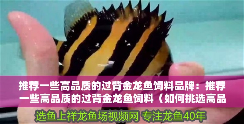 推薦一些高品質的過背金龍魚飼料品牌：推薦一些高品質的過背金龍魚飼料（如何挑選高品質的過背金龍魚飼料）