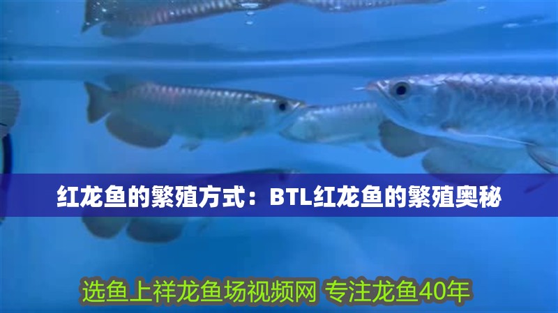 紅龍魚的繁殖方式：BTL紅龍魚的繁殖奧秘