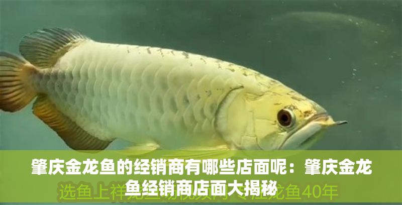 肇慶金龍魚(yú)的經(jīng)銷(xiāo)商有哪些店面呢：肇慶金龍魚(yú)經(jīng)銷(xiāo)商店面大揭秘
