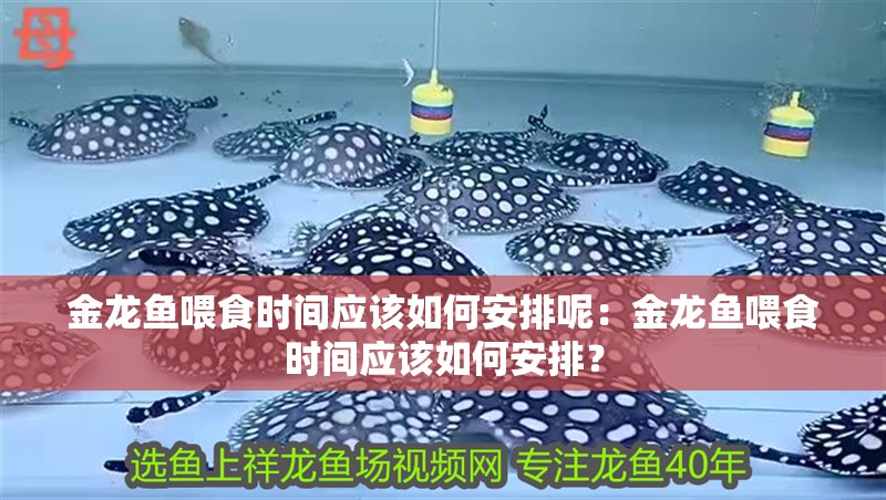 金龍魚喂食時間應該如何安排呢：金龍魚喂食時間應該如何安排？ 金龍魚喂食時間應該如何安排呢：金龍魚喂食時間應該如何安排？ 水族問答