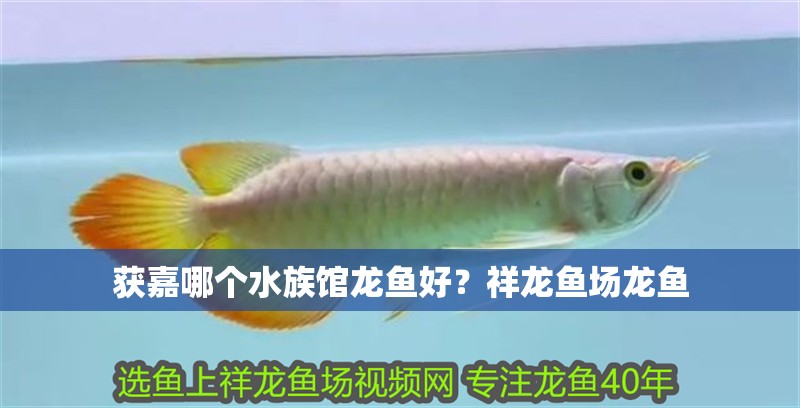 獲嘉哪個(gè)水族館龍魚(yú)好？祥龍魚(yú)場(chǎng)龍魚(yú)