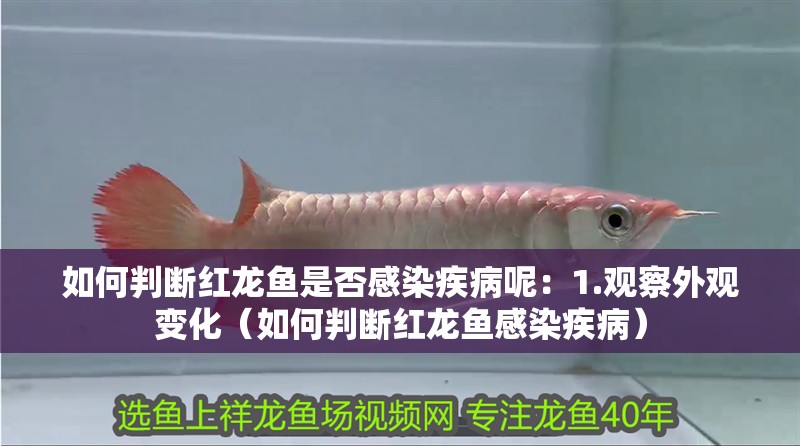 如何判斷紅龍魚是否感染疾病呢：1.觀察外觀變化（如何判斷紅龍魚感染疾病）