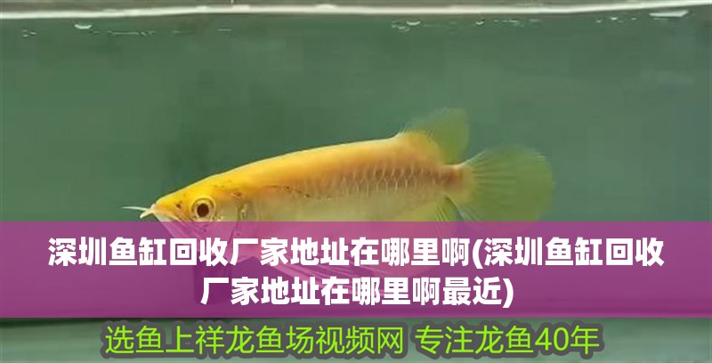 深圳魚缸回收廠家地址在哪里啊(深圳魚缸回收廠家地址在哪里啊最近)