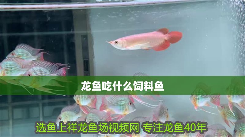 龍魚(yú)吃什么飼料魚(yú)