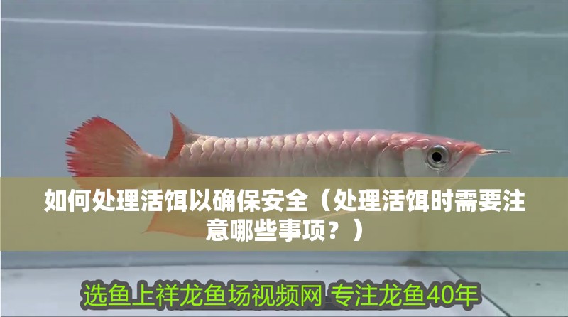 如何處理活餌以確保安全（處理活餌時(shí)需要注意哪些事項(xiàng)？）