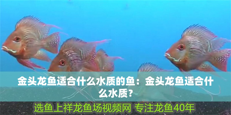 金頭龍魚適合什么水質的魚：金頭龍魚適合什么水質？