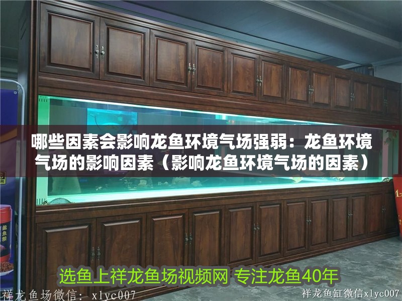 哪些因素會影響龍魚環境氣場強弱：龍魚環境氣場的影響因素（影響龍魚環境氣場的因素）