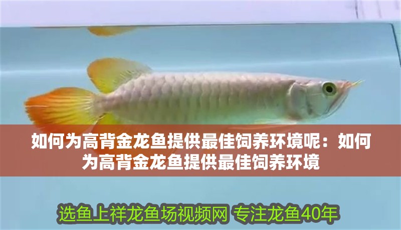 如何為高背金龍魚提供最佳飼養環境呢：如何為高背金龍魚提供最佳飼養環境