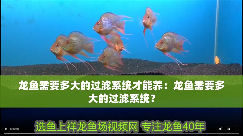 龍魚需要多大的過濾系統才能養：龍魚需要多大的過濾系統？
