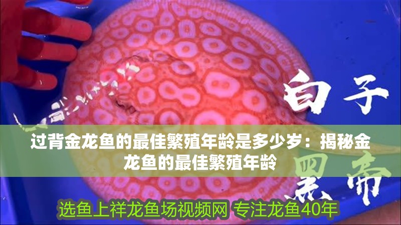 過背金龍魚的最佳繁殖年齡是多少歲：揭秘金龍魚的最佳繁殖年齡