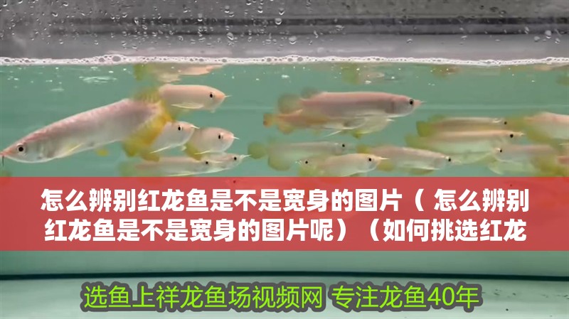 怎么辨別紅龍魚是不是寬身的圖片（ 怎么辨別紅龍魚是不是寬身的圖片呢）（如何挑選紅龍魚）