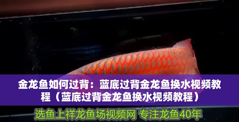 金龍魚如何過背：藍底過背金龍魚換水視頻教程（藍底過背金龍魚換水視頻教程）